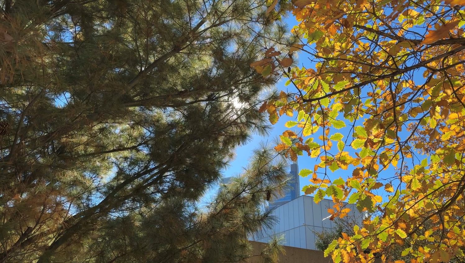 Up close of trees with a section of a building in the background