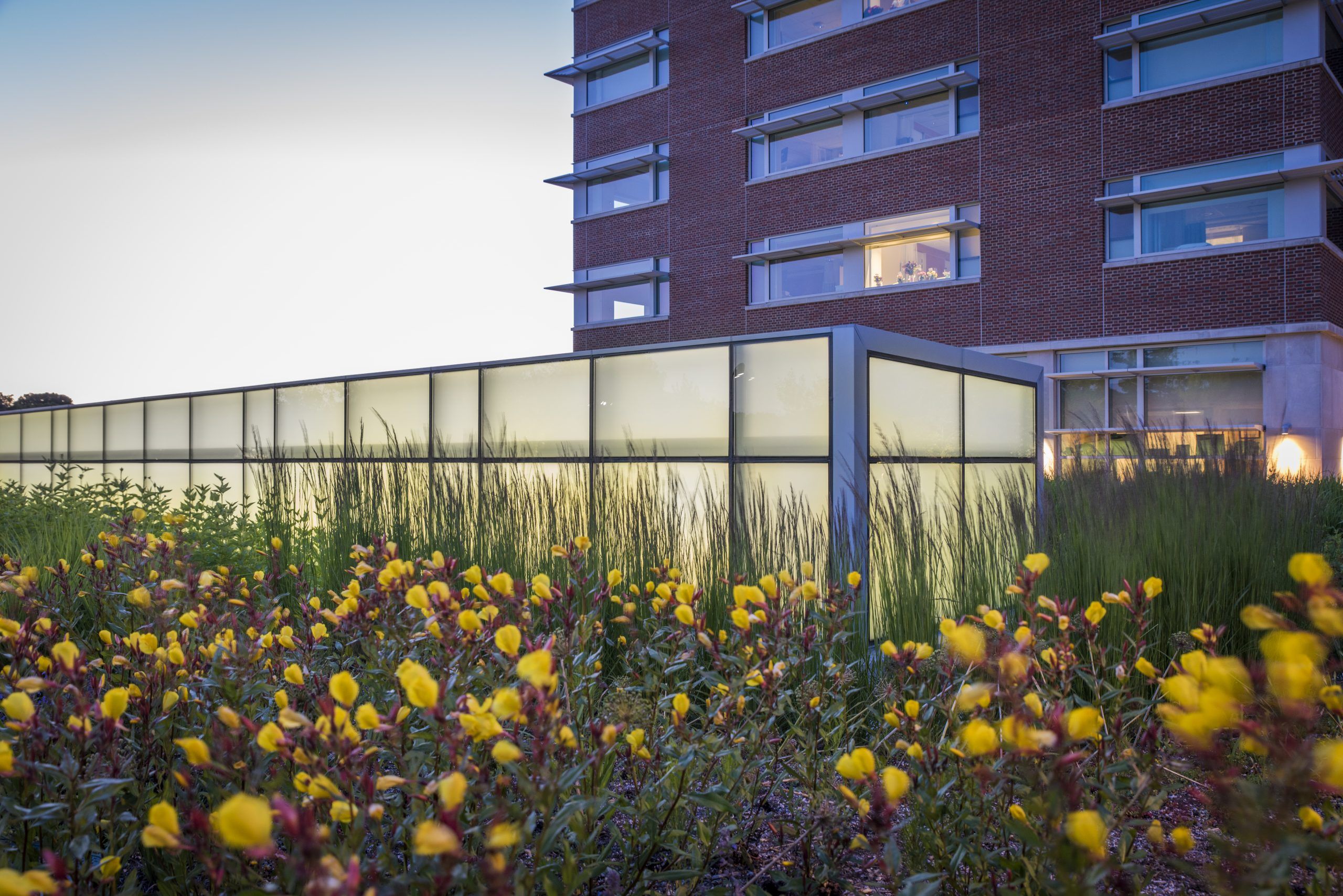 Yellow flowers bloom below the raised windows that allow light underneath biophilic public garden