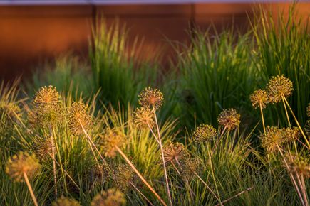 Green roof